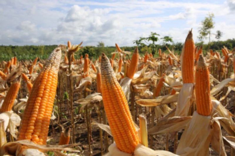 Dinas Pertanian Lebak minta petani perluas penanaman jagung Dinas Pertanian Lebak minta petani perluas penanaman jagung