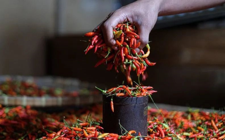 Bapanas: Harga cabai rawit Rp61.169/kg, bawang merah Rp42.494/kg