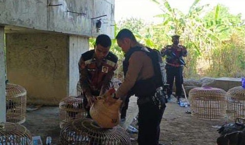 Gerebek lokasi sabung ayam di Brebes, polisi sita motor dan ayam aduan Gerebek lokasi sabung ayam di Brebes, polisi sita motor dan ayam aduan