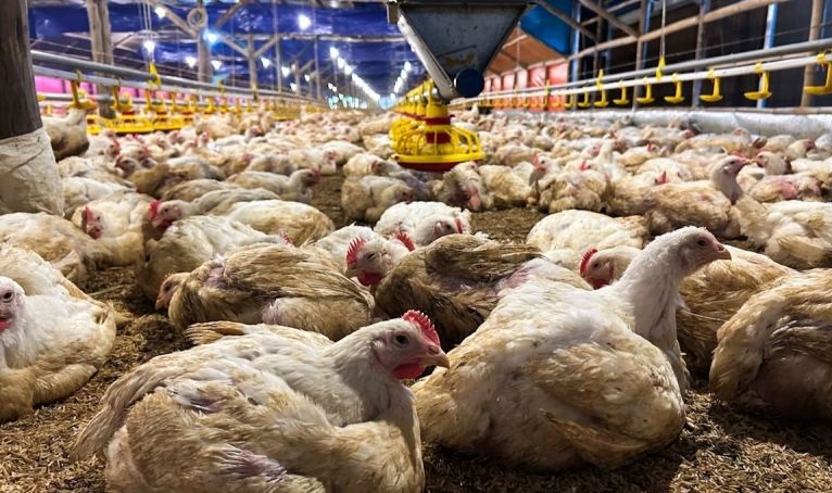Kementan: RI telah mencapai swasembada daging ayam dan telur ayam Kementan: RI telah mencapai swasembada daging ayam dan telur ayam