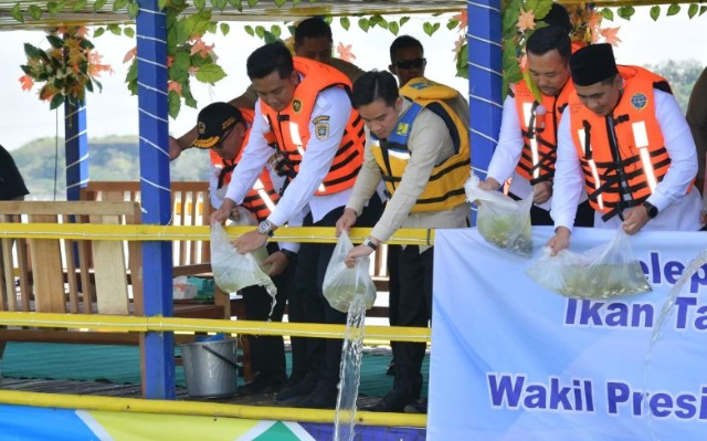 Gibran tebar ribuan benih ikan di Bendungan Rowo Jombor Klaten Gibran tebar ribuan benih ikan di Bendungan Rowo Jombor Klaten