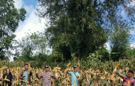 Dukung ketahanan pangan, Desa Tombasian Atas panen raya jagung Dukung ketahanan pangan, Desa Tombasian Atas panen raya jagung