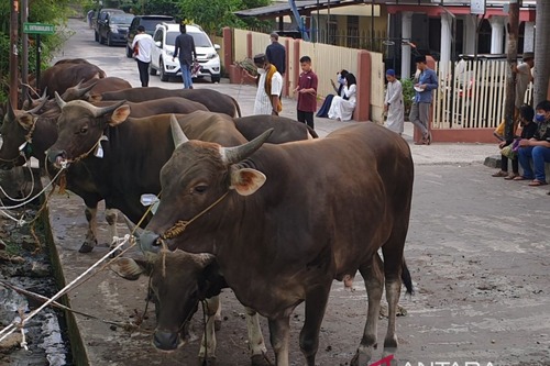 Penjualan hewan kurban turun 10 %, peternak ungkap sebabnya