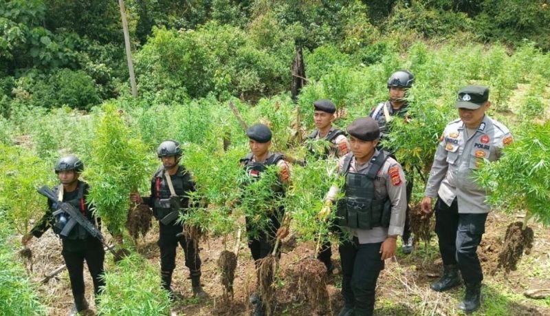 Bareskrim Polri musnahkan 25 ha ladang ganja di Nagan Raya Aceh