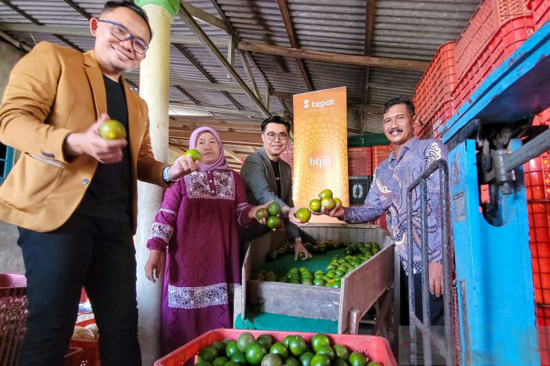 Pengepul buah di Banyuwangi sukses raup omzet Rp40 juta per minggu
