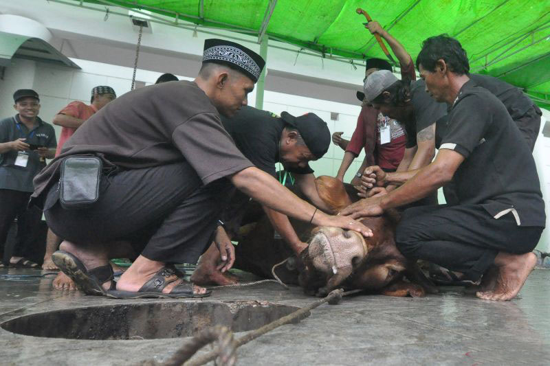 Warga Tanah Datar meninggal dunia ditendang sapi kurban Warga Tanah Datar meninggal dunia ditendang sapi kurban