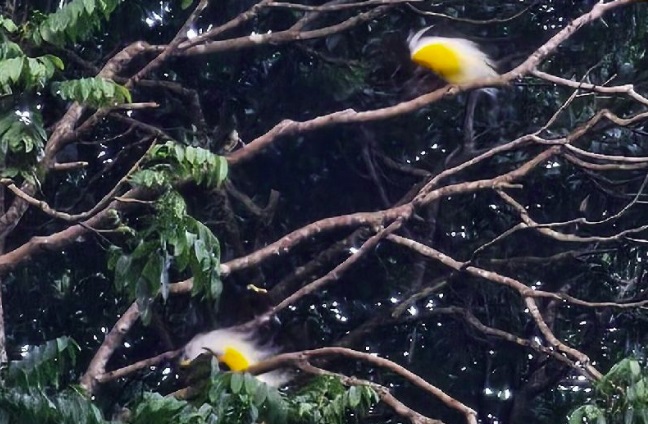 Burung cenderawasih jadi daya tarik utama Bukit Issoy Burung cenderawasih jadi daya tarik utama Bukit Issoy