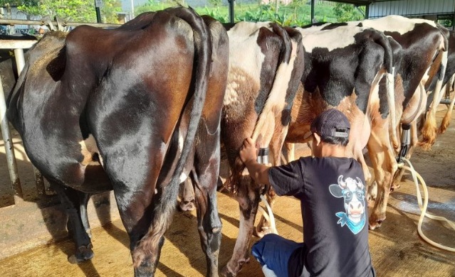 BGN: Susu untuk MBG minimal kandung 20 persen susu segar dalam negeri BGN: Susu untuk MBG minimal kandung 20 persen susu segar dalam negeri