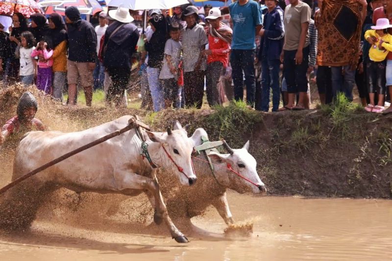 Pacu jawi di Tanah Data Sumbar tradisi perekat nilai kebersamaan