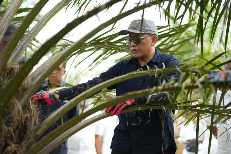 PTPN PalmCo pacu strategi kinerja agar ROA naik 10 persen pada 2029 PTPN PalmCo pacu strategi kinerja agar ROA naik 10 persen pada 2029