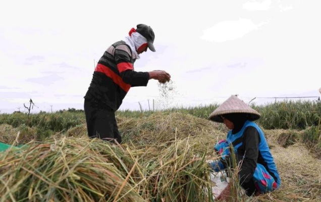 Legislator: Serapan gabah 2,4 juta ton bukti komitmen swasembada Legislator: Serapan gabah 2,4 juta ton bukti komitmen swasembada