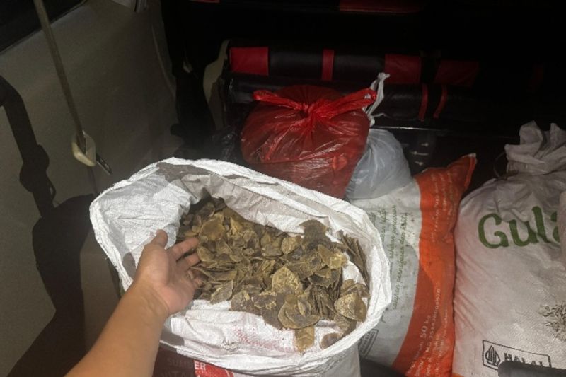 Kemenhut gagalkan penjualan 80,5 kg sisik trenggiling di Kalsel Kemenhut gagalkan penjualan 80,5 kg sisik trenggiling di Kalsel