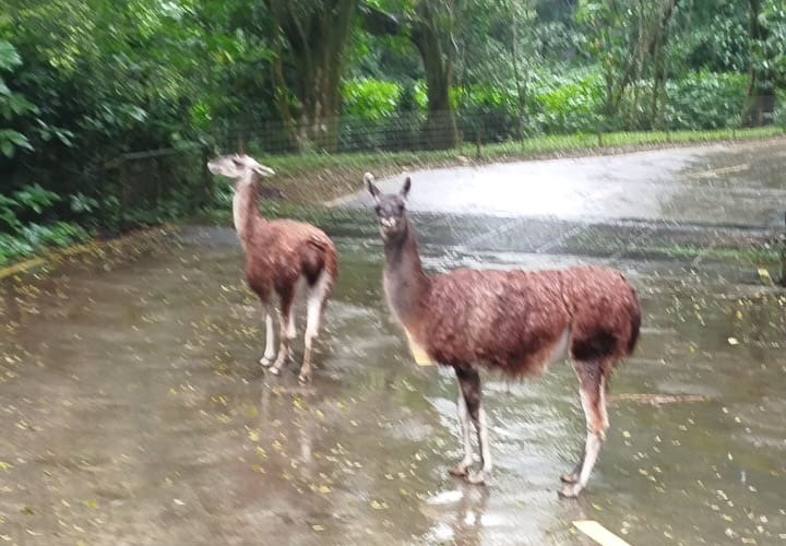 Mengapa Guanako di Taman Safari Bogor suka tidur di jalan? Ini fakta mengejutkannya!