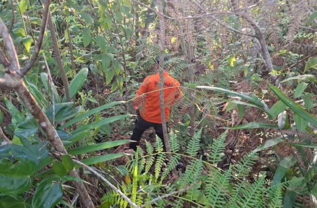 SAR gabungan kembali cari warga hilang di hutan kawasan IKN SAR gabungan kembali cari warga hilang di hutan kawasan IKN