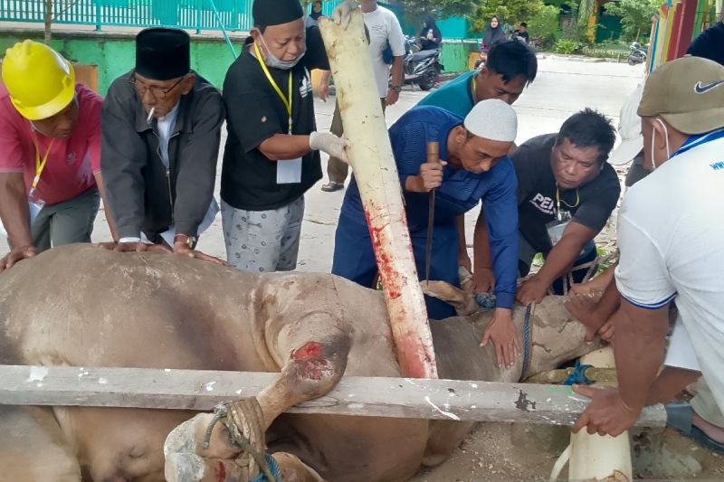 BKM Masjid Agung Biak bagikan 600 kupon daging kurban Presiden Prabowo BKM Masjid Agung Biak bagikan 600 kupon daging kurban Presiden Prabowo