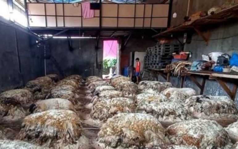 Idul Adha datangkan rezeki pengepul kulit hewan kurban di Bekasi Idul Adha datangkan rezeki pengepul kulit hewan kurban di Bekasi