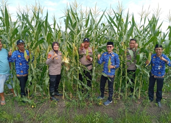 Kapolsek Wanasari dampingi panen raya jagung di Desa Sigentong Kapolsek Wanasari dampingi panen raya jagung di Desa Sigentong