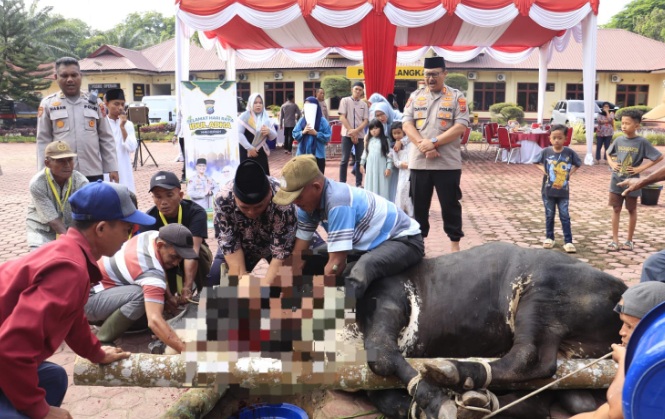 Keluarga besar Polres Langkat kurban 12 ekor sapi dan 5 ekor kambing  Keluarga besar Polres Langkat kurban 12 ekor sapi dan 5 ekor kambing Â
