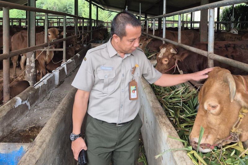 Kementan awasi distribusi dan penyembelihan sapi kurban Presiden Kementan awasi distribusi dan penyembelihan sapi kurban Presiden