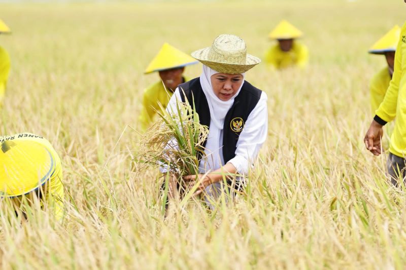 Produksi padi Jatim Januari–Juli 2025 tembus 8,78 juta ton GKP