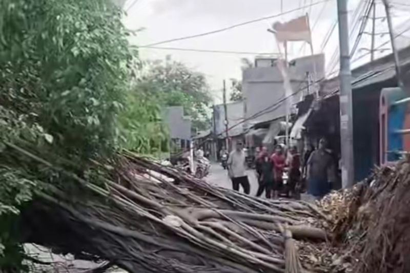 Angin kencang sebabkan pohon besar tumbang di Rawa Buaya Angin kencang sebabkan pohon besar tumbang di Rawa Buaya