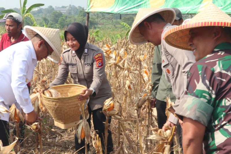 Polres Serang targetkan 305 hektare lahan tidur jadi areal jagung