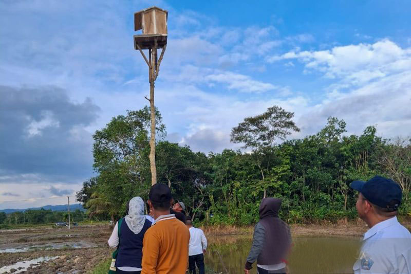 Pemkot Kendari bangun rubuha usir hama tikus di sawah Pemkot Kendari bangun rubuha usir hama tikus di sawah