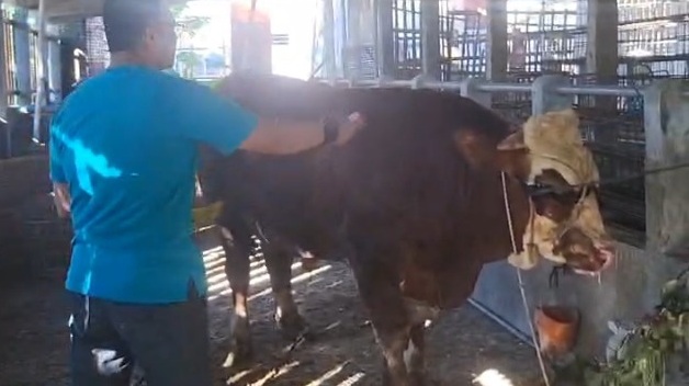 Tradisi unik, sapi kurban dimandikan dan ditaburi bunga sebelum disembelih Tradisi unik, sapi kurban dimandikan dan ditaburi bunga sebelum disembelih