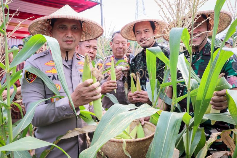 Petani jagung mengaku hasil panen bersama polisi banyak di pesan