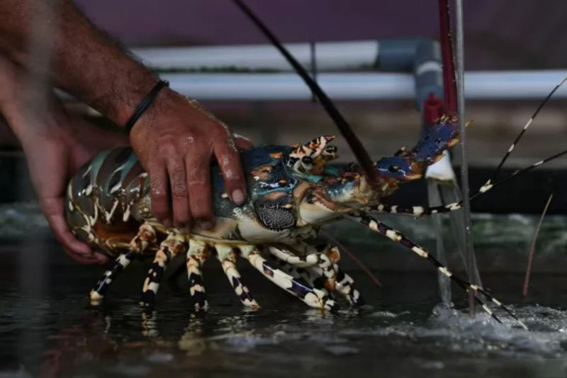 Tim peneliti UGM temukan 7 spesies baru lobster air tawar Papua Barat Tim peneliti UGM temukan 7 spesies baru lobster air tawar Papua Barat