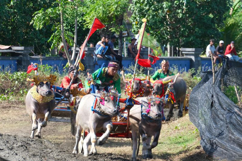 Ratusan pasang kerbau ikuti pacuan Makepung Piala Kapolda Bali