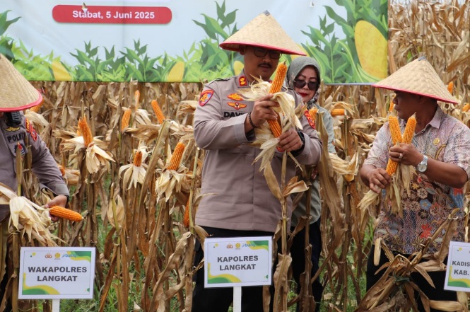 Dukung ketahanan pangan, Kapolres Langkat pimpin Panen Raya Kuartal II 2025 Dukung ketahanan pangan, Kapolres Langkat pimpin Panen Raya Kuartal II 2025