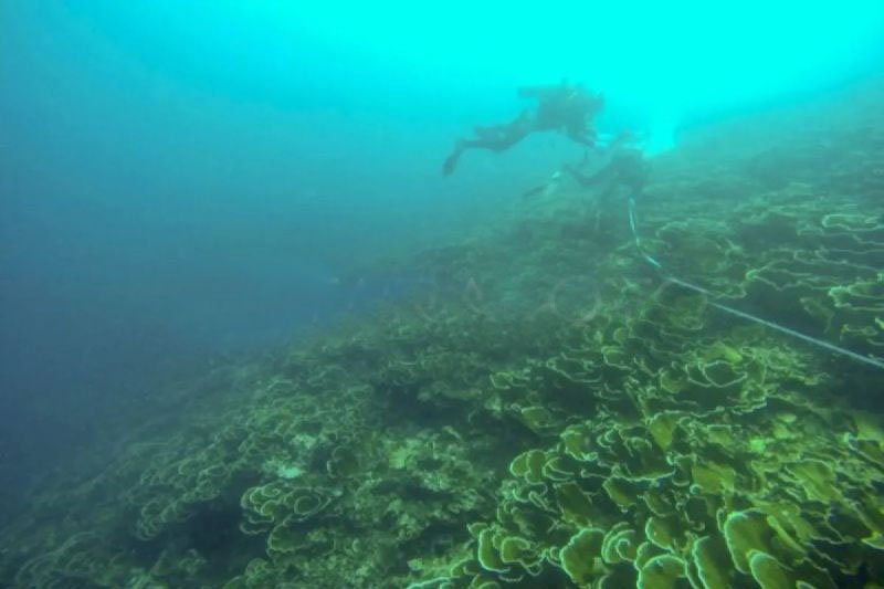 KKP kembangkan Pulau Pieh jadi laboratorium terumbu karang