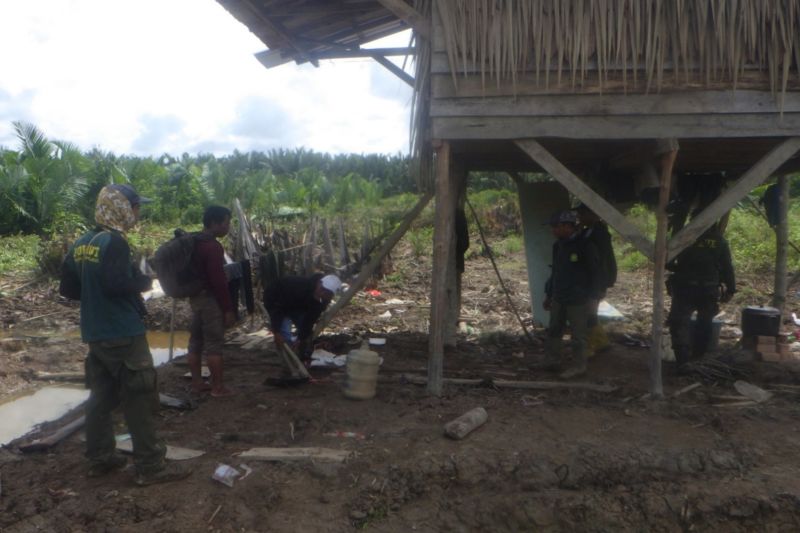 Kemenhut amankan pelaku perambah 4 hektare kawasan TN Berbak Sembilang Kemenhut amankan pelaku perambah 4 hektare kawasan TN Berbak Sembilang