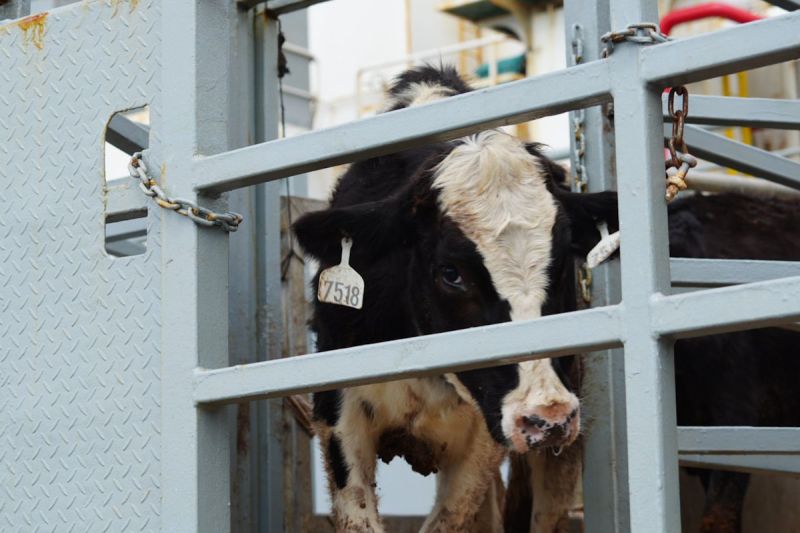 Kementan: 1.573 sapi perah impor tiba di RI guna perkuat susu nasional Kementan: 1.573 sapi perah impor tiba di RI guna perkuat susu nasional