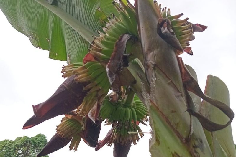 Fenomena langka pohon pisang di Ternate berbuah empat tandan
