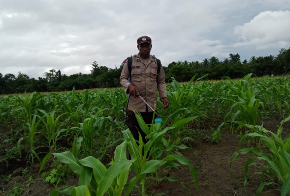 Polri pastikan tanaman jagung di Kampung Aib Papua tumbuh dengan baik dan subur Polri pastikan tanaman jagung di Kampung Aib Papua tumbuh dengan baik dan subur
