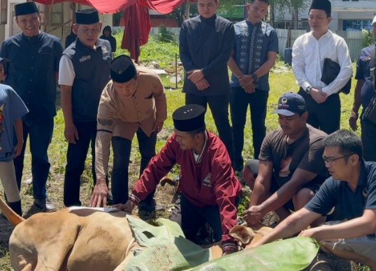 DPW Partai NasDem Sumut sembelih tiga ekor sapi pada Idul Adha 1446 H DPW Partai NasDem Sumut sembelih tiga ekor sapi pada Idul Adha 1446 H