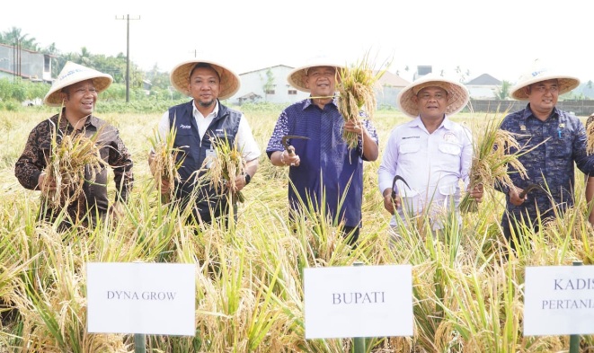 Bupati Langkat dukung ketahanan pangan lewat panen padi organik Bupati Langkat dukung ketahanan pangan lewat panen padi organik