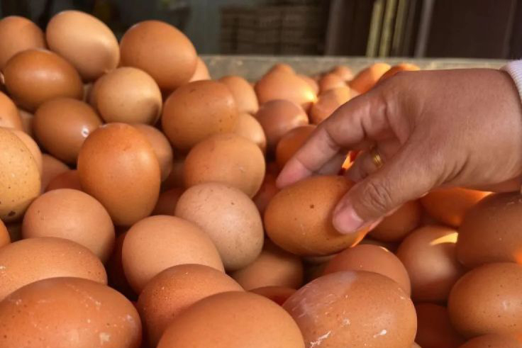 Bapanas: Harga telur ayam Rp29.257/kg, cabai rawit merah Rp51.204/kg Bapanas: Harga telur ayam Rp29.257/kg, cabai rawit merah Rp51.204/kg