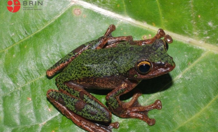 BRIN berhasil identifikasi spesies baru katak pohon endemik Sulawesi BRIN berhasil identifikasi spesies baru katak pohon endemik Sulawesi