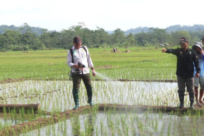 Pemkab Kuningan tanggulangi penyakit kresek padi di Luragung