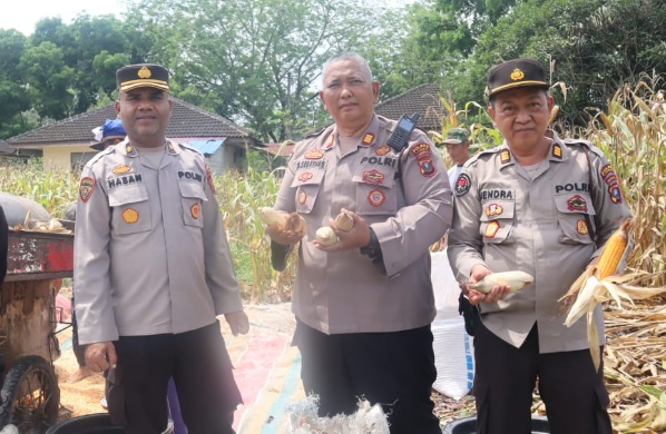 Dukung swasembada pangan, Polres Langkat panen raya jagung perdana Dukung swasembada pangan, Polres Langkat panen raya jagung perdanaÂ
