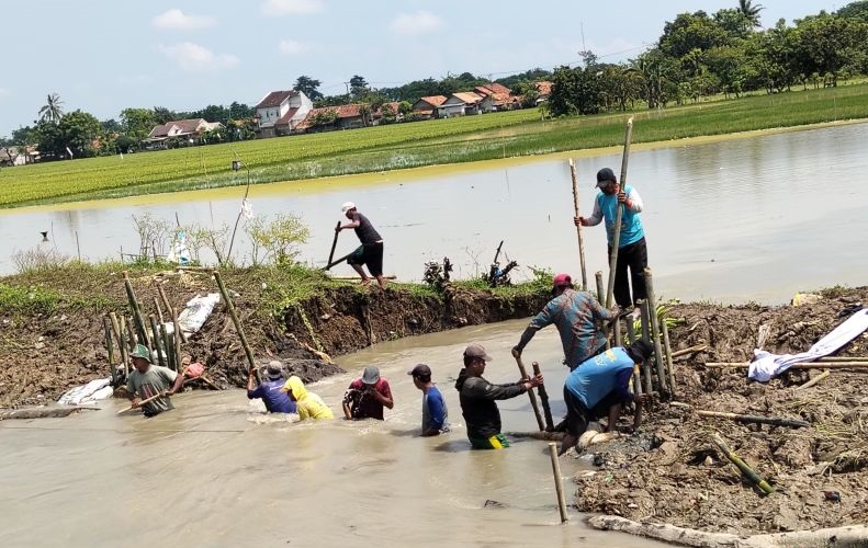 Warga gotong royong perbaiki tanggul jebol di Pebayuran Bekasi Warga gotong royong perbaiki tanggul jebol di Pebayuran Bekasi
