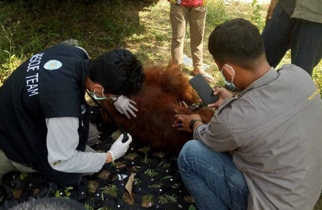 BKSDA evakuasi orang utan di perkebunan warga BKSDA evakuasi orang utan di perkebunan warga