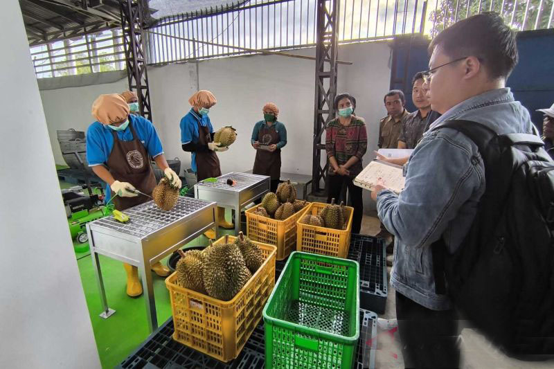 Pemprov Sulteng tunggu hasil audit protokol ekspor durian ke China