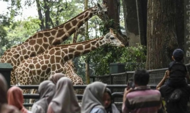 Margasatwa Ragunan bidik 600.000 pengunjung pada libur Idul Fitri