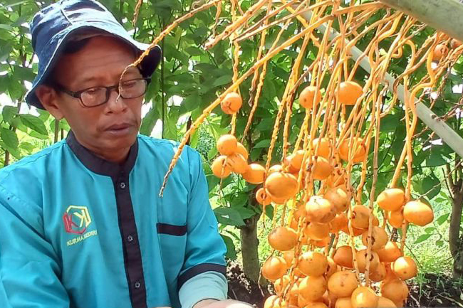 Budi daya pohon kurma di Kediri diminati Budi daya pohon kurma di Kediri diminati
