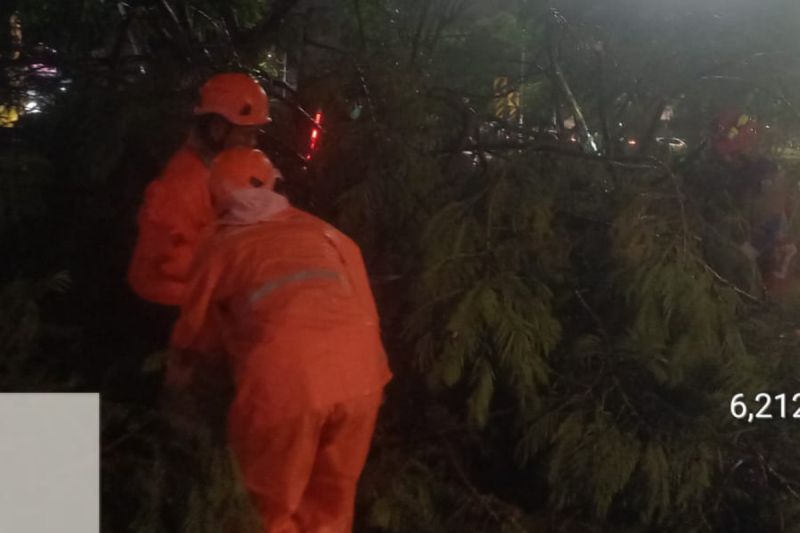 13 pohon di Jakarta tumbang, dua orang jadi korban 13 pohon di Jakarta tumbang, dua orang jadi korban