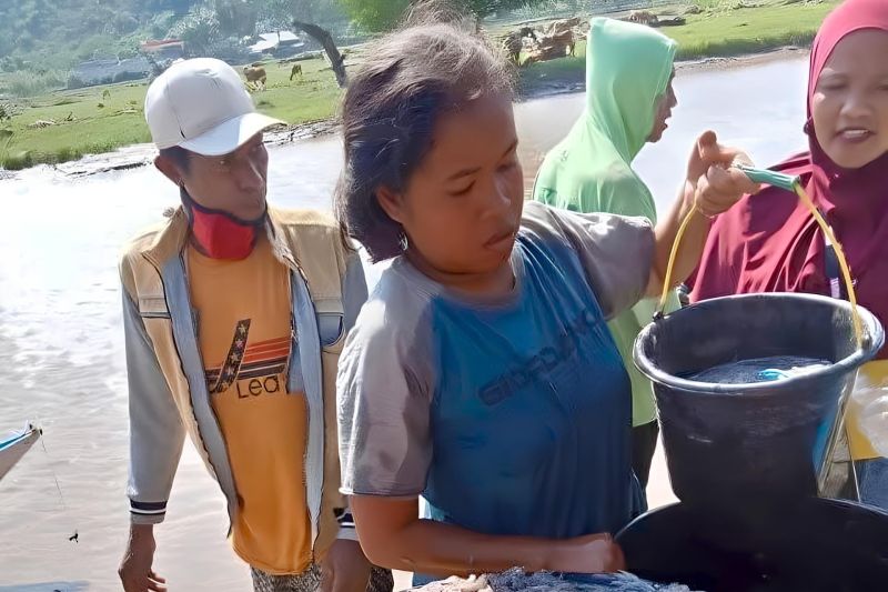 Ikan ifu yang ramai diburu